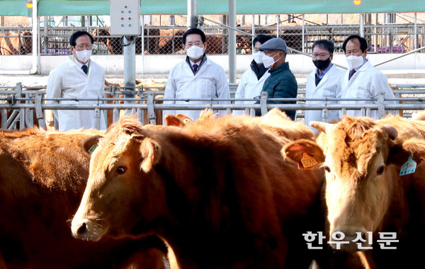 김영록 전남도지사가 ‘깨끗한 축산농장’으로 지정된 고흥군 ‘크로바농장’을 방문해 한우를 살피고 있다. 