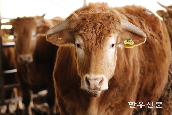 전북대는 글로벌 지속 가능한 소고기 협의체인 ‘GRSB’의 공식 회원으로 가입됐다고 밝혔다.