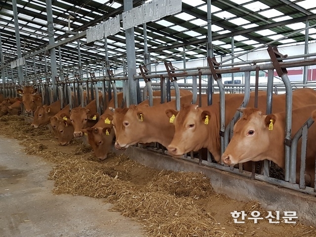 한우가 TMR사료를 먹고 있다.