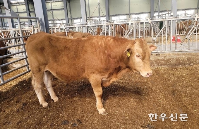 후보씨수소