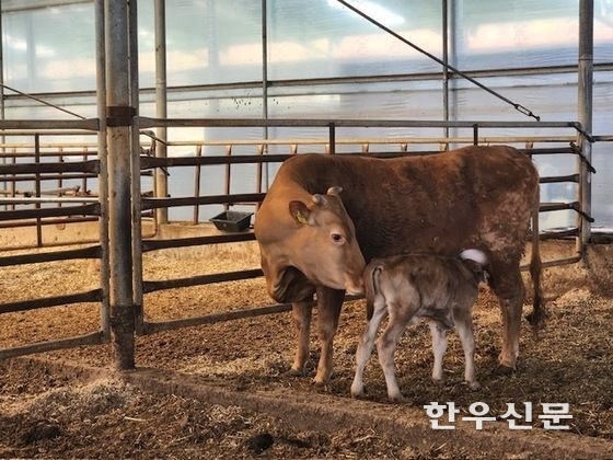 충북에서 우량 한우 데이터 분석 사업으로 체중이 최고 2배 넘는 송아지 56마리가 태어났다.