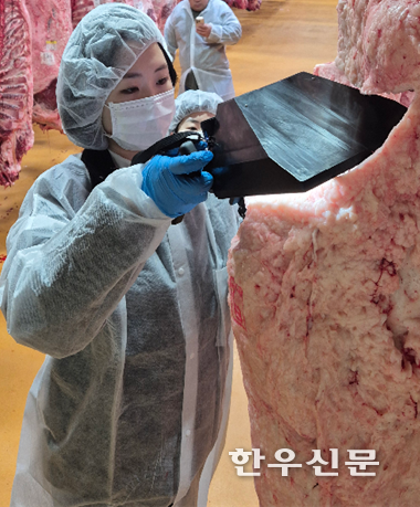 평가사가 한국형 소 품질 평가 장비를 활용해 등급을 판정하고 있다.
