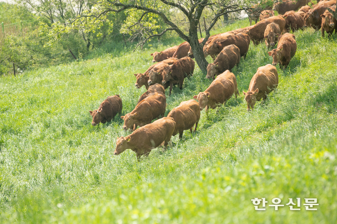국립축산과학원은 지난달 29일 강원 평창에 있는 한우연구센터 초지에 한우 암소 200여 마리를 방목했다.