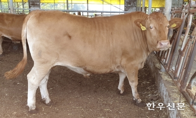 경기 이천시에서 생체중 1000㎏이 넘는 슈퍼한우 2두가 출하돼 눈길을 끌고 있다.