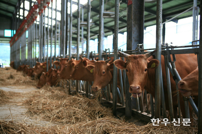 장마철을 앞두고 농가에서는 전기 설비와 정전 대비 체계를 반드시 점검해 축사 피해를 예방해야 한다.