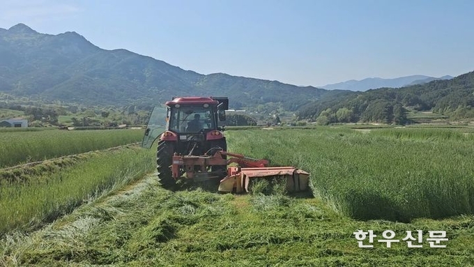 경남 거창군은 축산농가의 사료비 부담을 줄이고 안정적인 경영 기반을 마련하기 위해 조사료 생산 확대 지원에 나섰다.