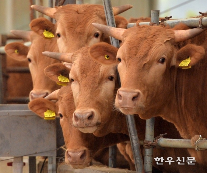 국립축산과학원은 ‘요네병’을 1시간 내 신속 진단할 수 있는 기술을 개발했다고 밝혔다. (사진은 기사와 관련 없음)
