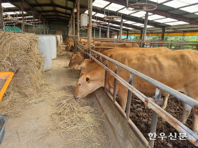 전남도가 축산농가의 경영안정을 위해 올해 사료구매 융자금으로 총 1752억원을 지원한다.