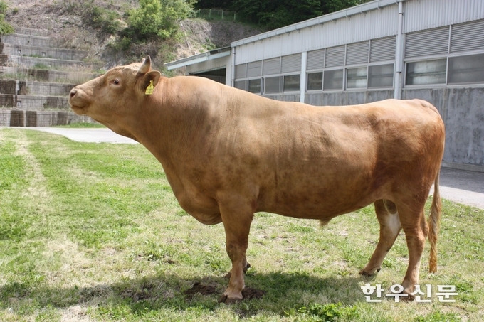 보증씨수소(KPN1707).
