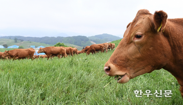 민생회복 소비쿠폰 영향으로 일시적으로 한우고기 수요가 늘고 도매가격 상승 폭이 확대될 가능성이 있는 것으로 전망됐다.