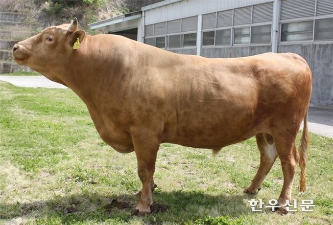 올해 상반기 보증씨수소 선발에서 1위를 차지한 경북축산기술연구소의 KPN1707 수소. (경북도 제공)