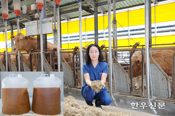 전남농기원 축산연구소 구민정 연구사가 기능성 유산균을 첨가한 조사료를 한우에게 급여하고 있다. (전남농기원 제공)