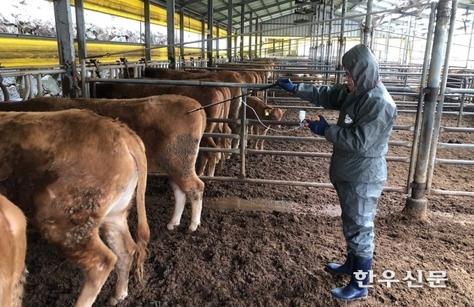경남도는 9월 한 달간 도내 1만2000여 농가 사육 소·염소 38만9000여 마리를 대상으로 구제역 백신 일제접종을 실시한다.