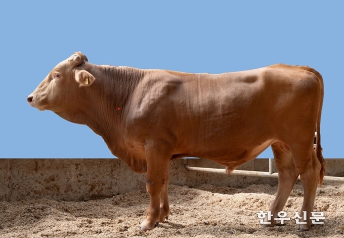 전북 장수군에 위치한 설국농장은 최근 국가 공인 씨수소 검정기관인 농협경제지주 한우개량사업소가 주관한 한우 후보씨수소 검정에서 씨수소 1두가 선발됐다.