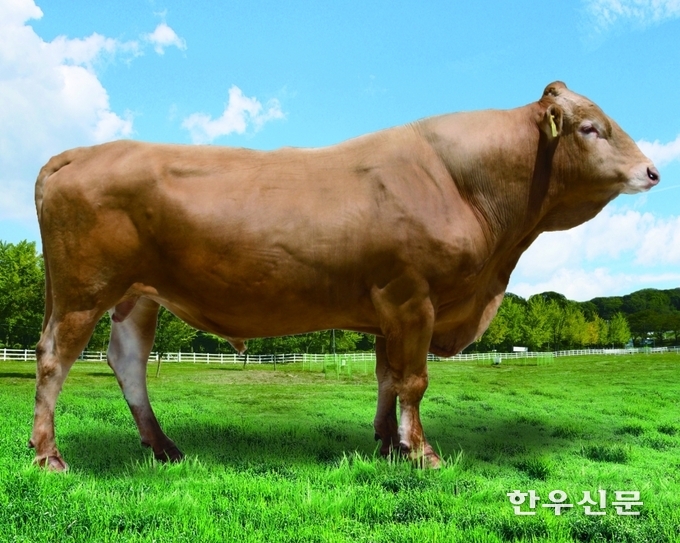 농협은 우량 암소를 보유한 1396개 농가를 대상으로 KPN-1416 고선호 정액을 농장별 보유 두수에 따라 5~30스트로(str)씩 유상 공급할 방침이다.